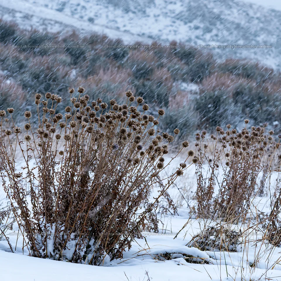 Snowbound meadow with dried plants in winter weather – royalty-free photos 7938x7938