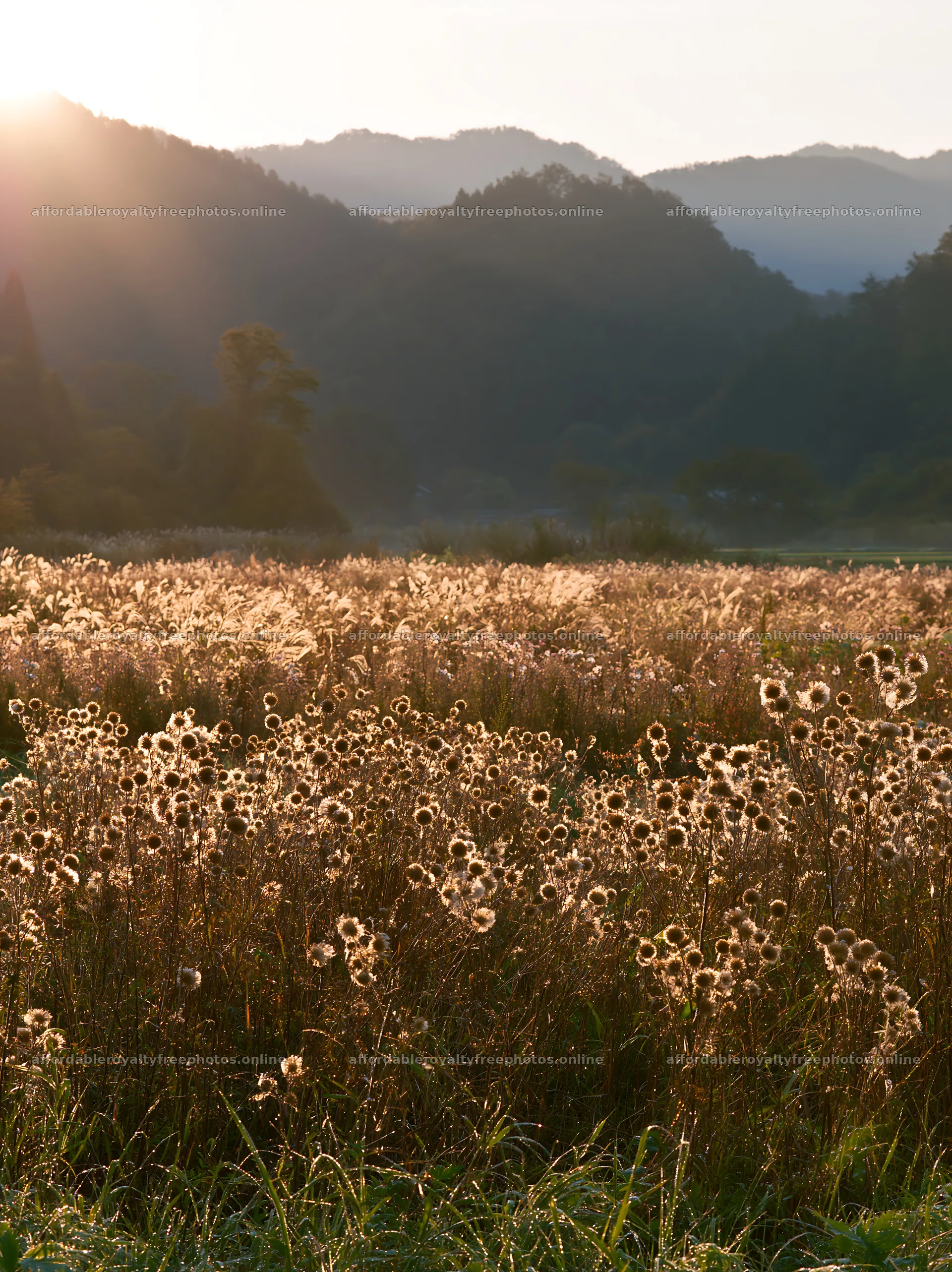 Aichi restored meadow autumn seedheads in the foreground – royalty-free photos 6866x9174