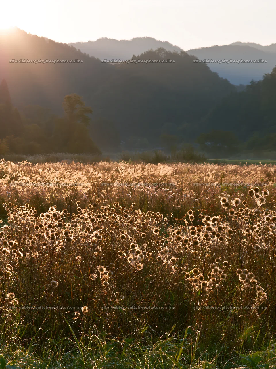 Aichi restored meadow autumn seedheads in the foreground – royalty-free photos 6866x9174