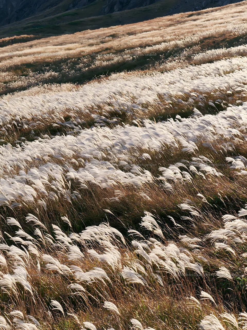 Hokkaido silver grass meadow seedheads in natural setting – royalty-free photos 6866x9174