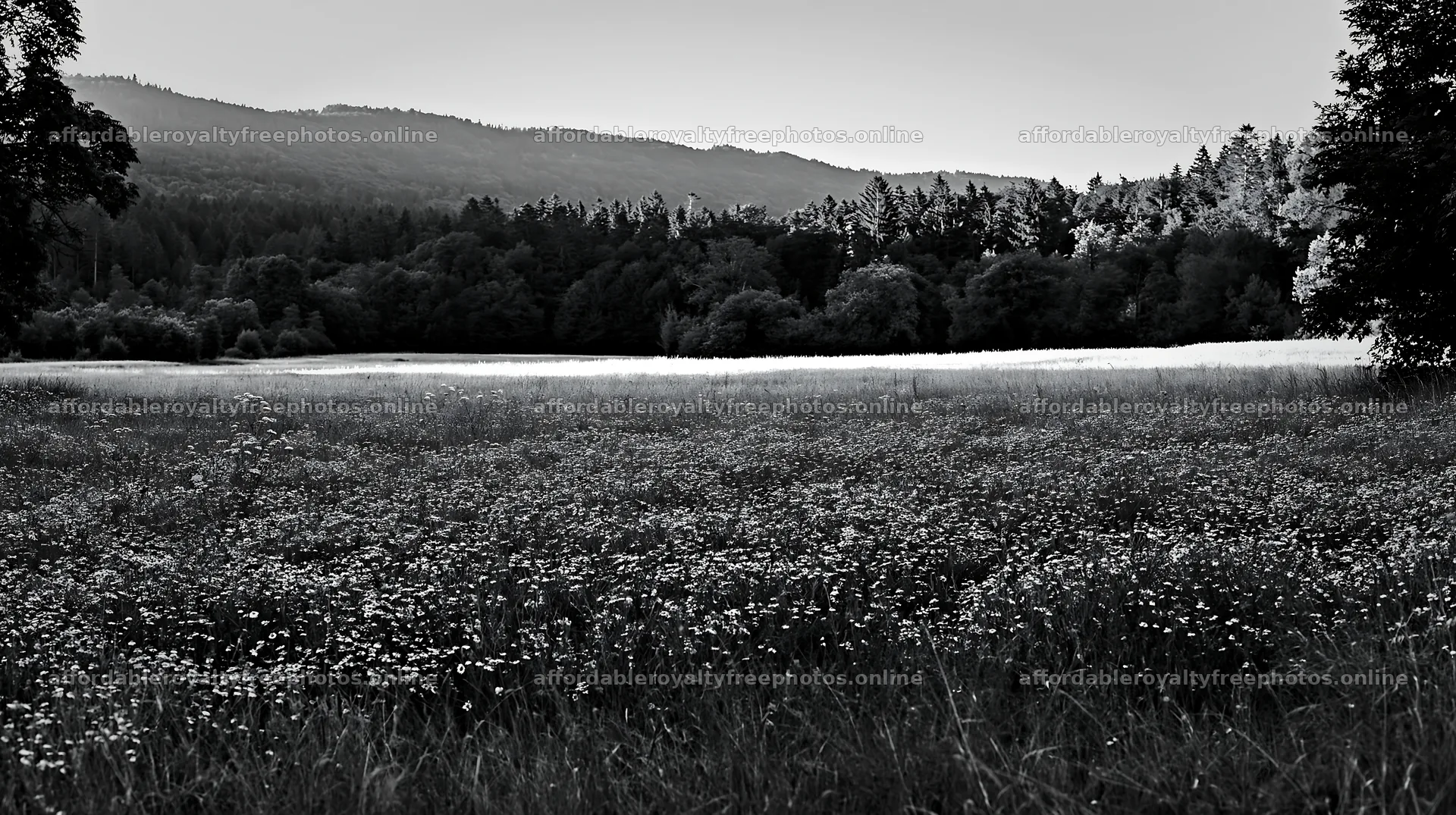 Chamomile meadow in black and white with distant – royalty-free photos 10608x5938