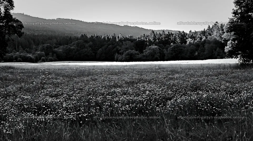 Chamomile meadow in black and white with distant – royalty-free photos 10608x5938