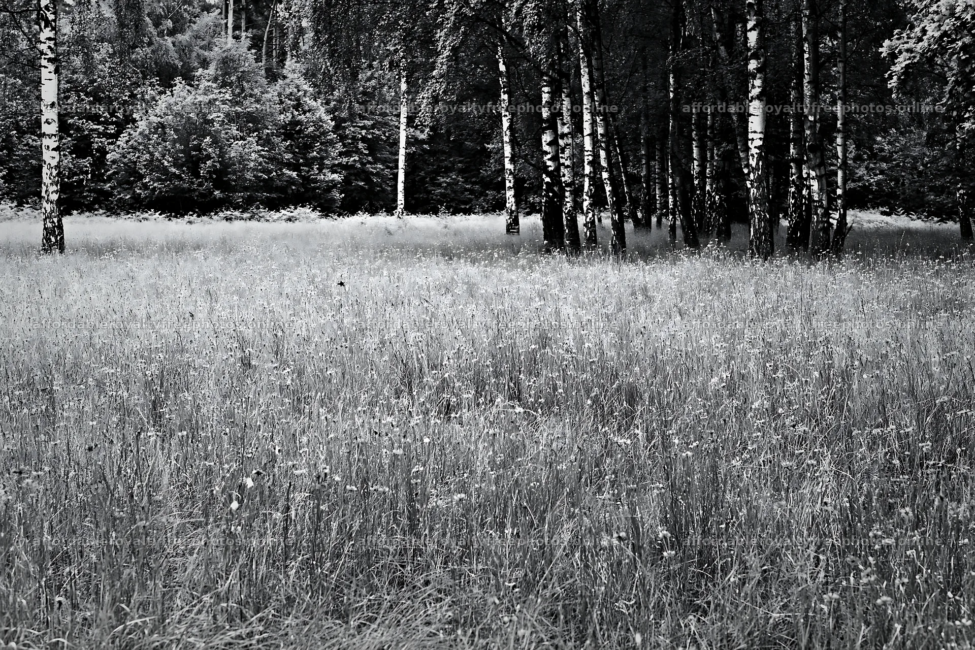 Forest edge meadow with blooming flowers and trees – royalty-free photos 9722x6480