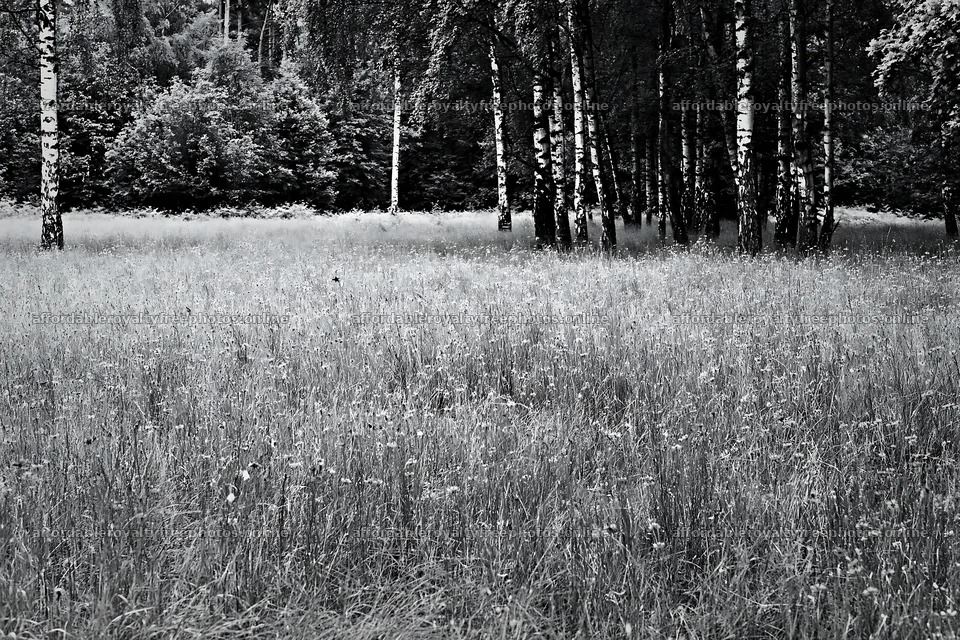Forest edge meadow with blooming flowers and trees – royalty-free photos 9722x6480