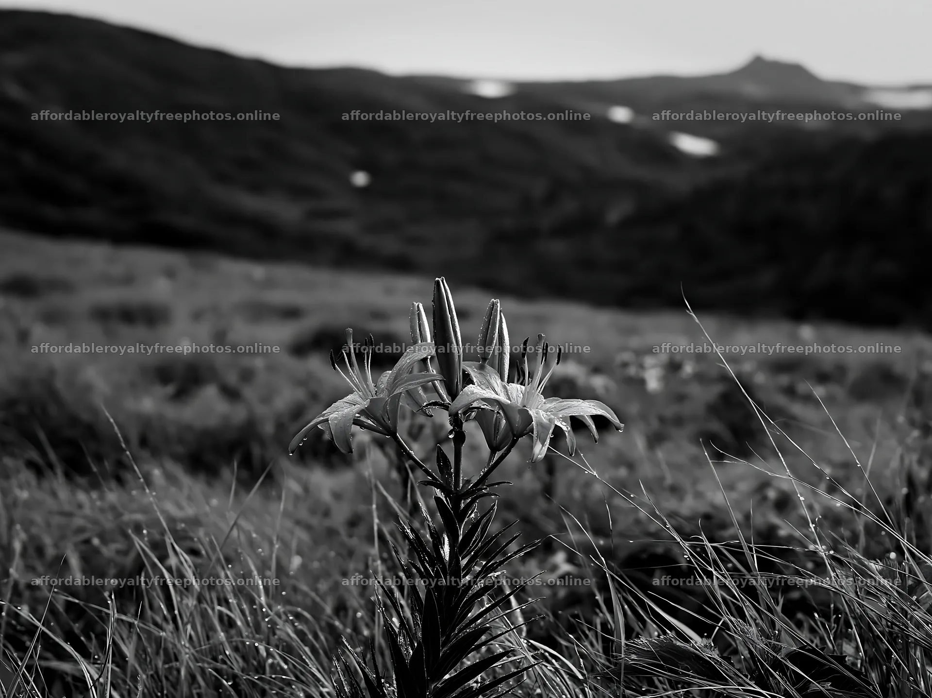 Expansive Hokkaido restoration meadow with dewdrops – royalty-free photos 9174x6866