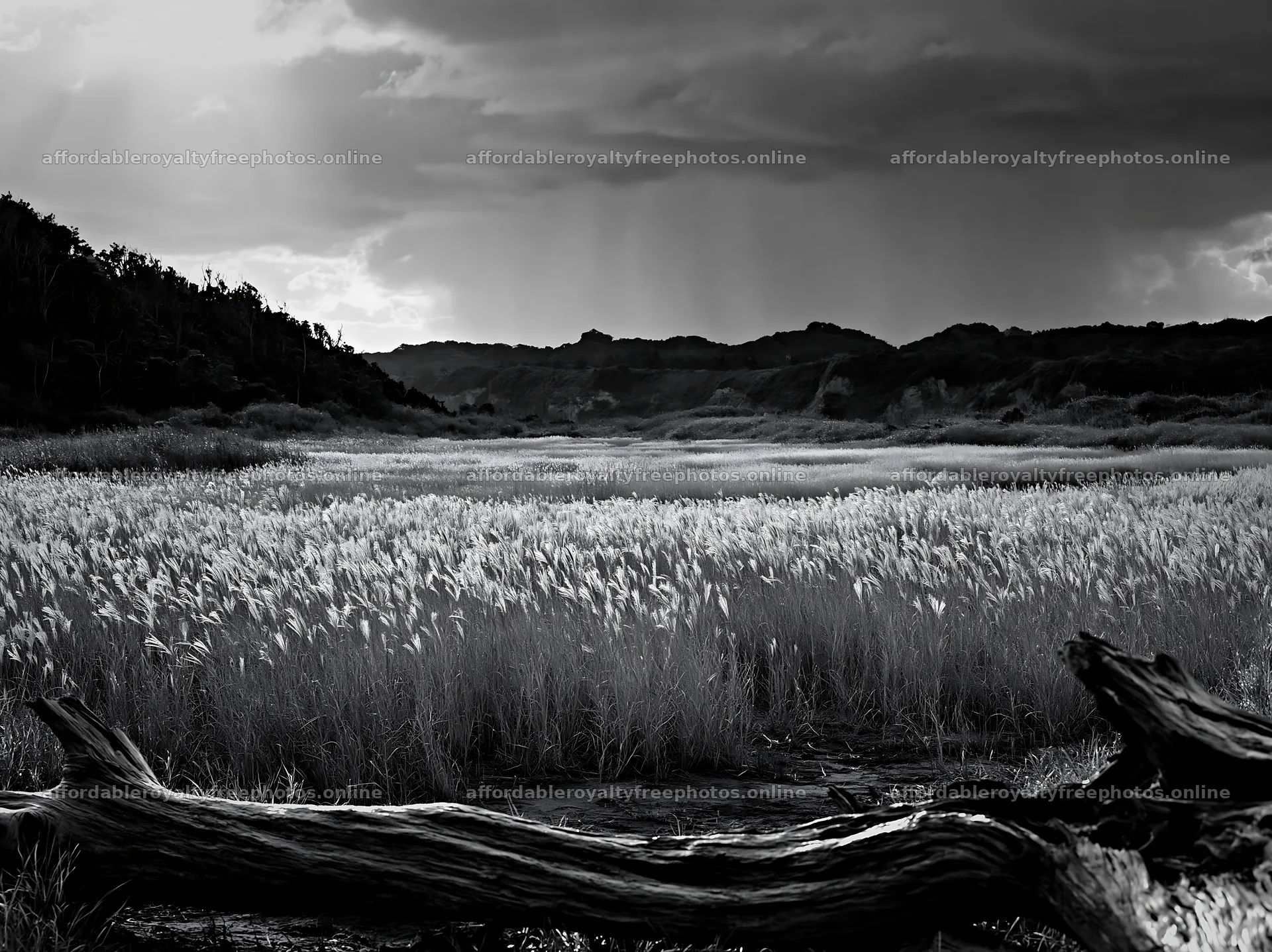 Chiba coastal climate meadow driftwood foreground – royalty-free photos 9174x6866