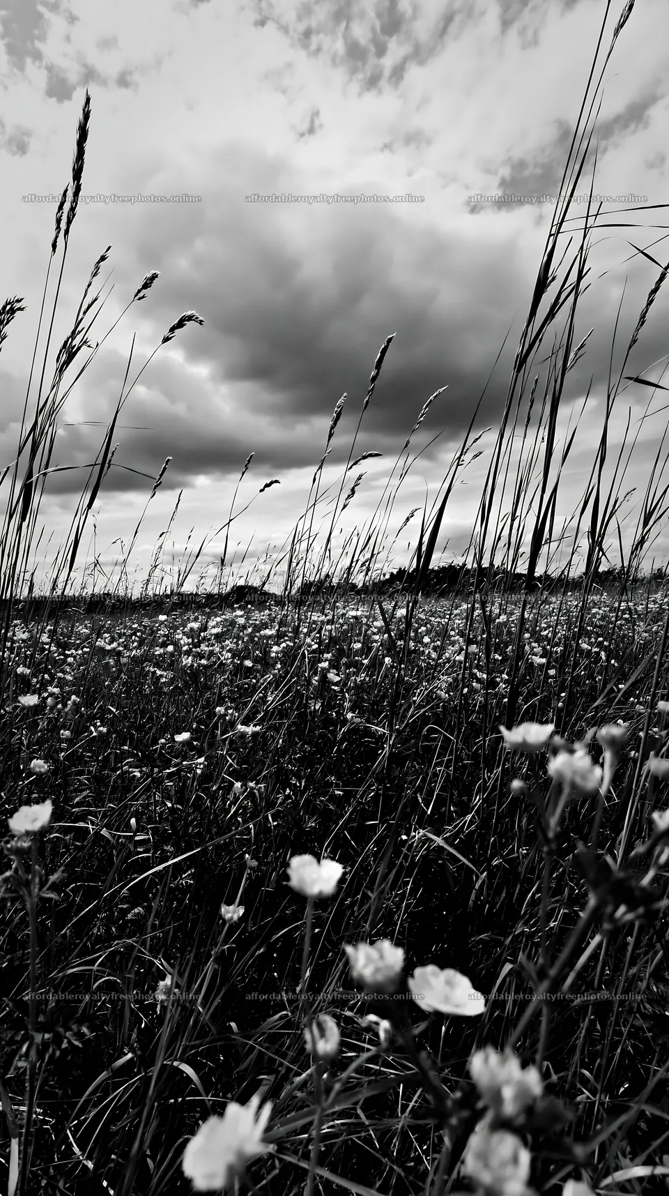 Saga floodplain meadow with reed foreground and flowers – royalty-free photos 5938x10608