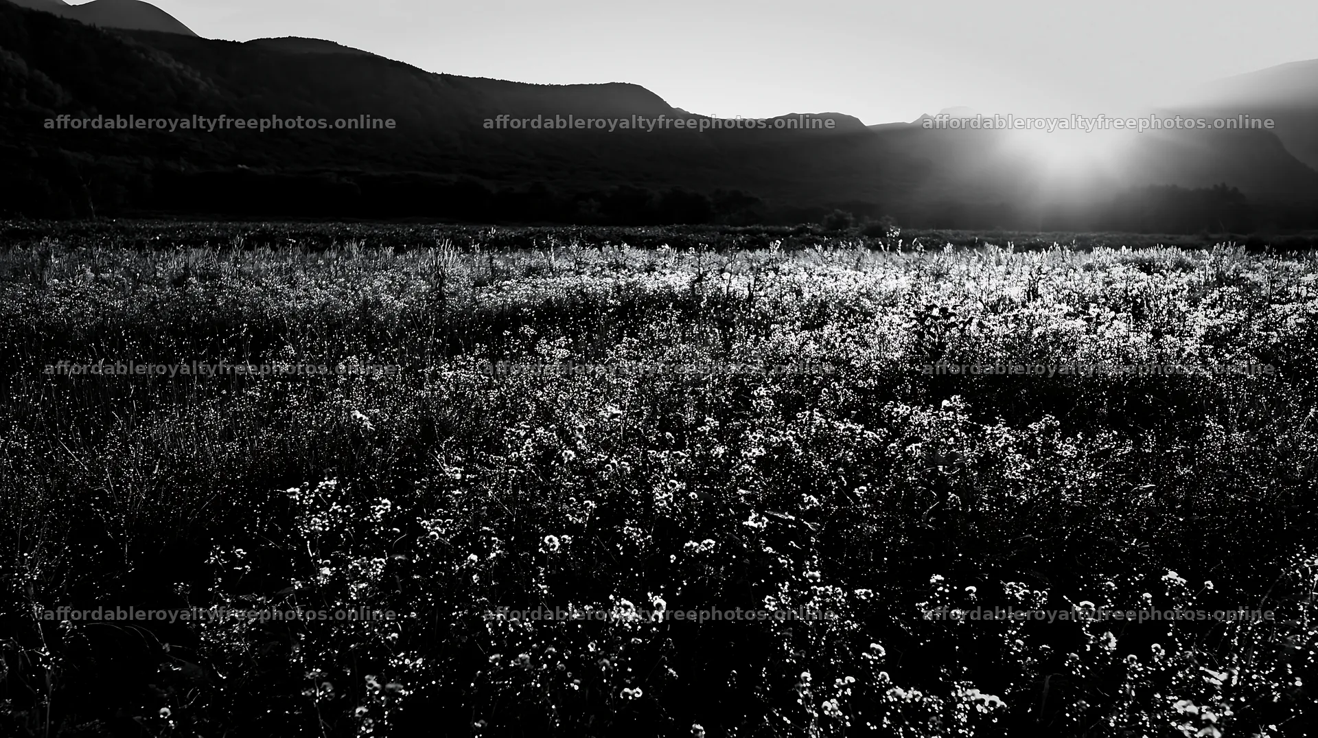 Expansive Hokkaido restoration meadow with dewdrops – royalty-free photos 10608x5938