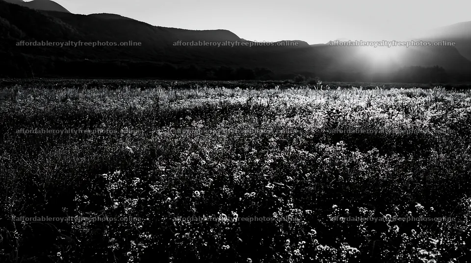 Expansive Hokkaido restoration meadow with dewdrops – royalty-free photos 10608x5938