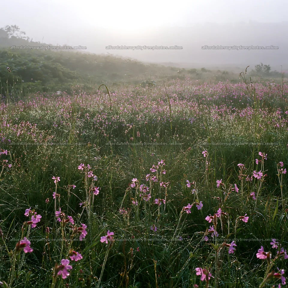 Expansive Hokkaido restoration meadow with dewdrops – royalty-free photos 7938x7938