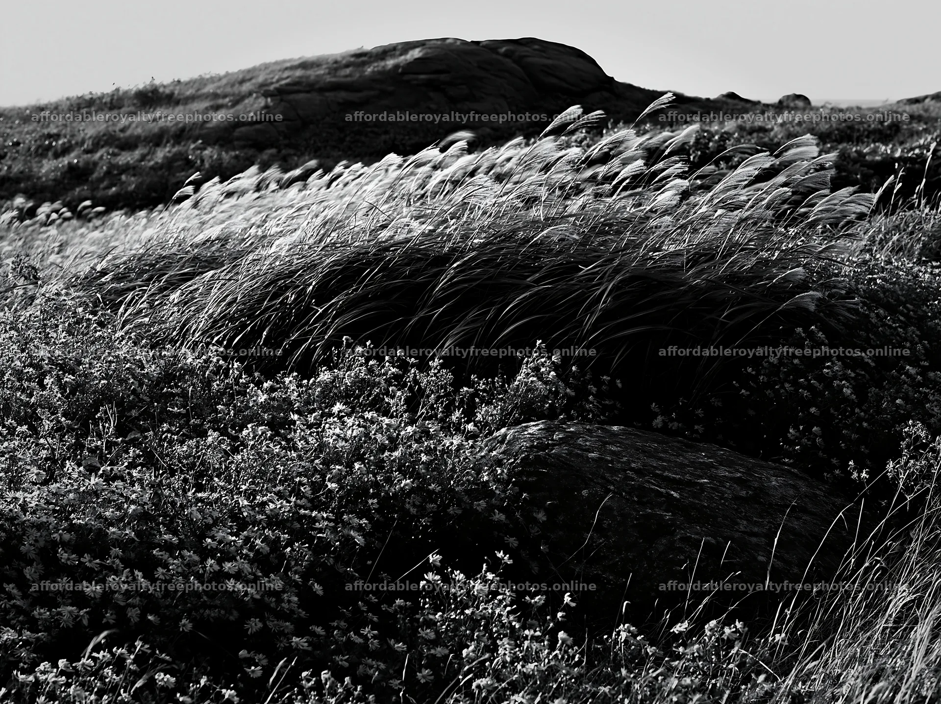 Aomori climate resilient meadow with boulder – royalty-free photos 9174x6866