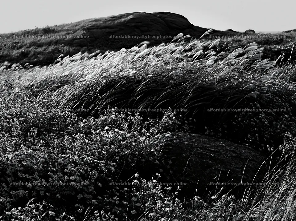 Aomori climate resilient meadow with boulder – royalty-free photos 9174x6866