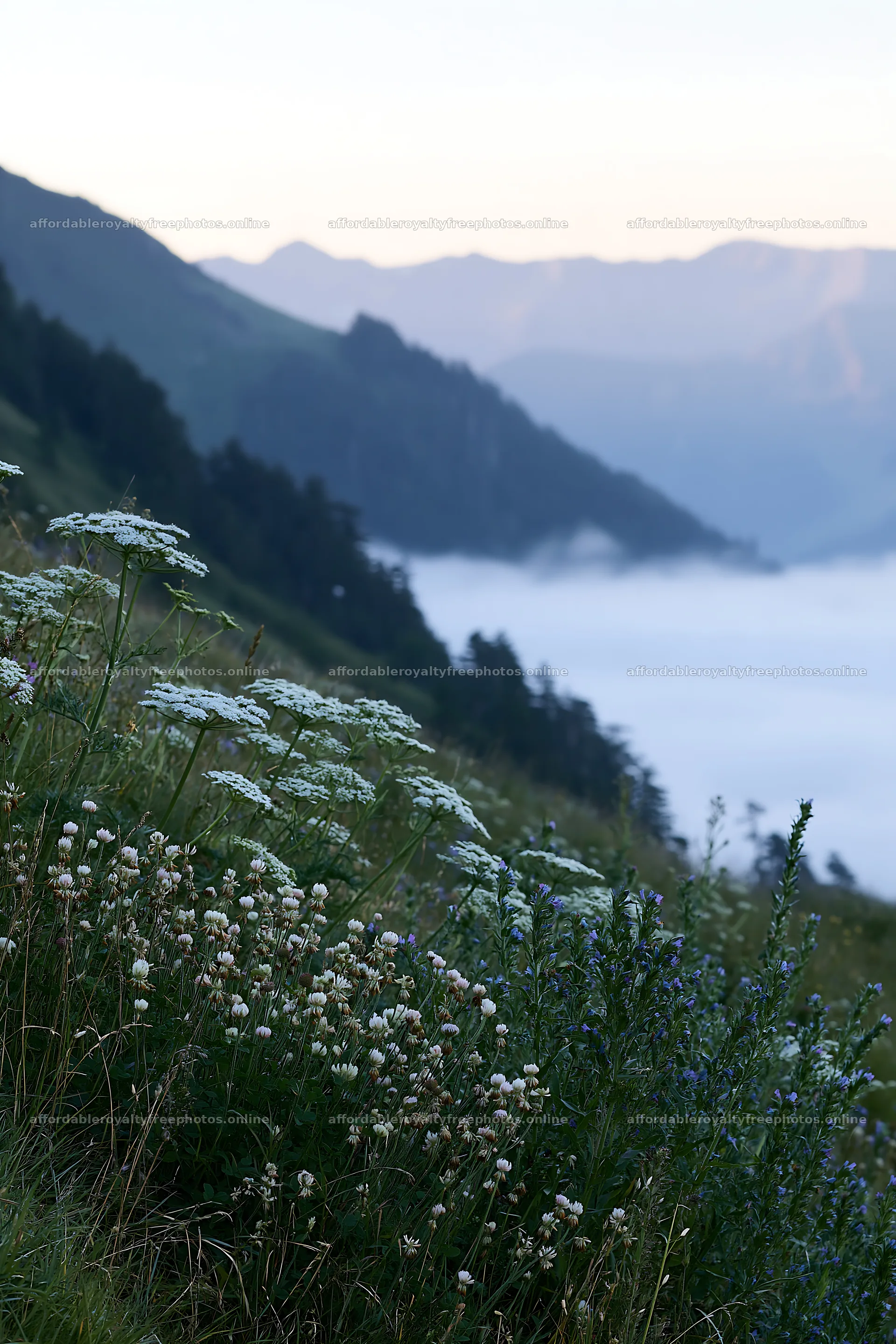 Clover speedwell meadow with mountains and mist in the – royalty-free photos 6480x9722