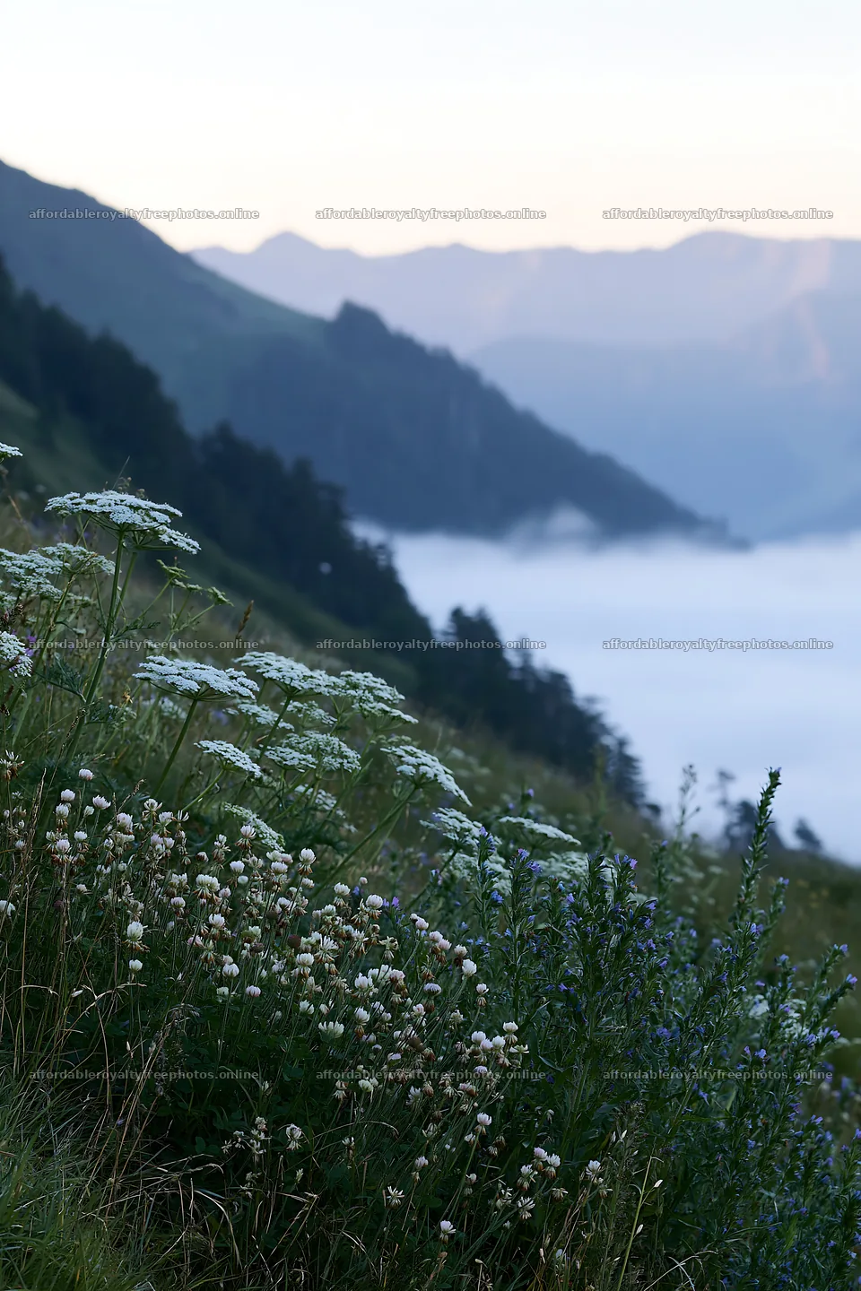 Clover speedwell meadow with mountains and mist in the – royalty-free photos 6480x9722
