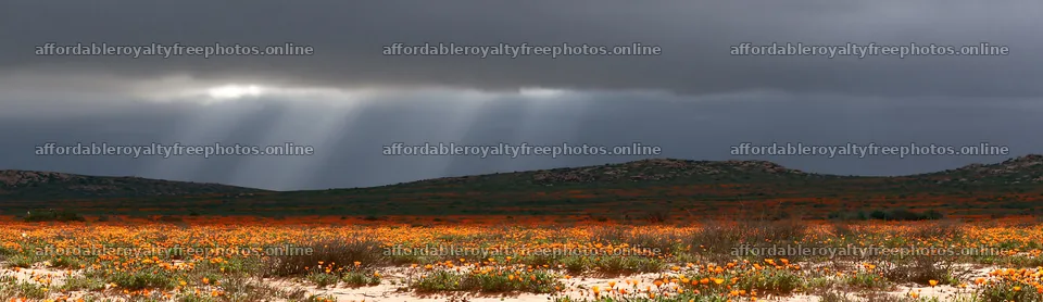 Crepuscular rays shine over a meadow with orange flowers – royalty-free photos 14762x4268