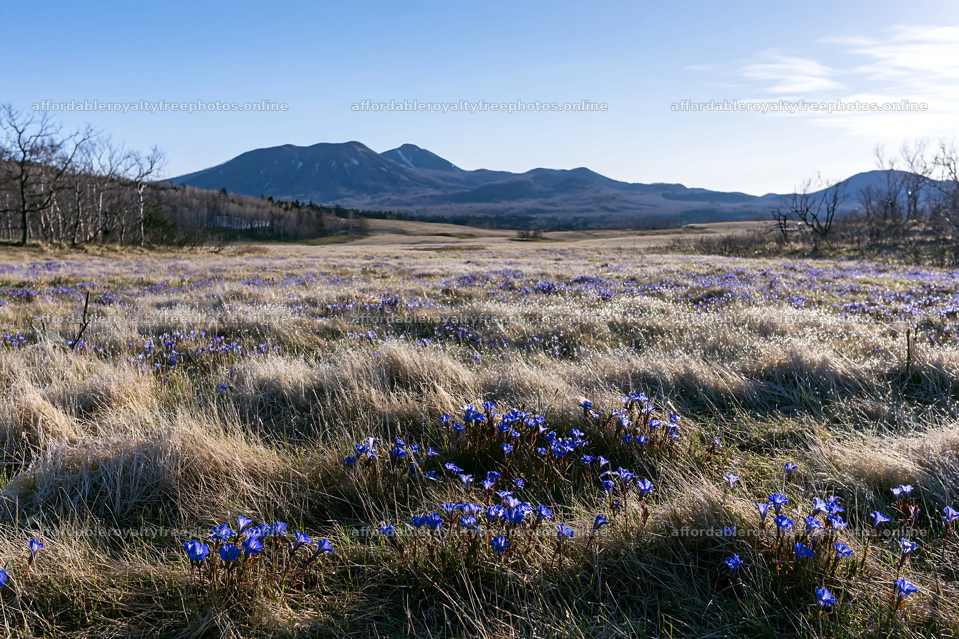 Expansive Hokkaido restoration meadow with dewdrops – royalty-free photos 9722x6480