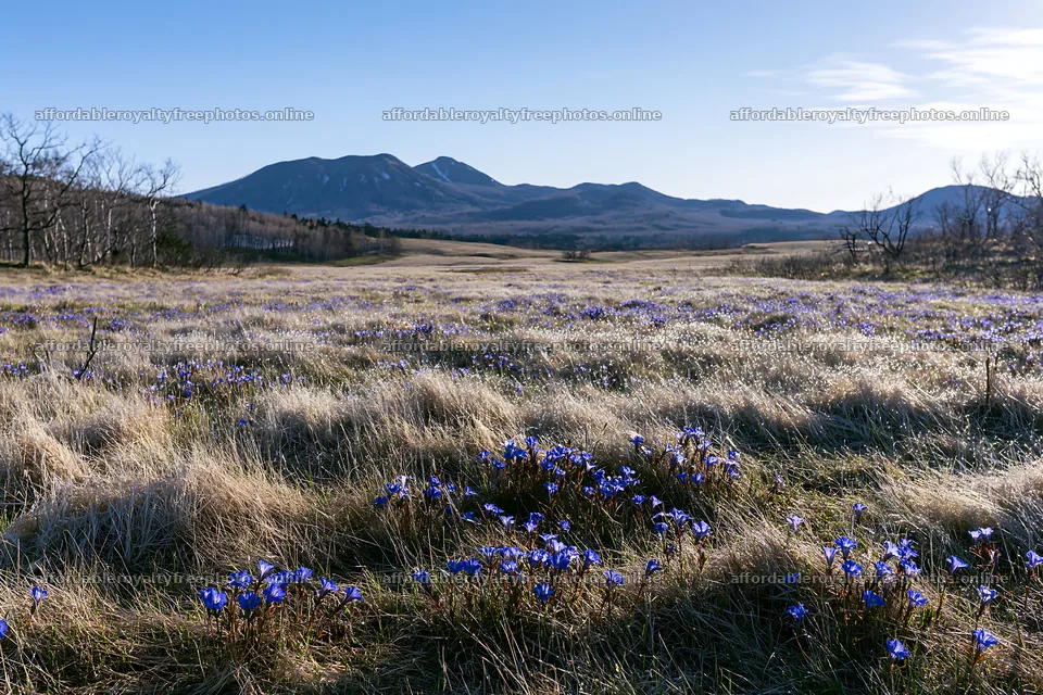 Expansive Hokkaido restoration meadow with dewdrops – royalty-free photos 9722x6480