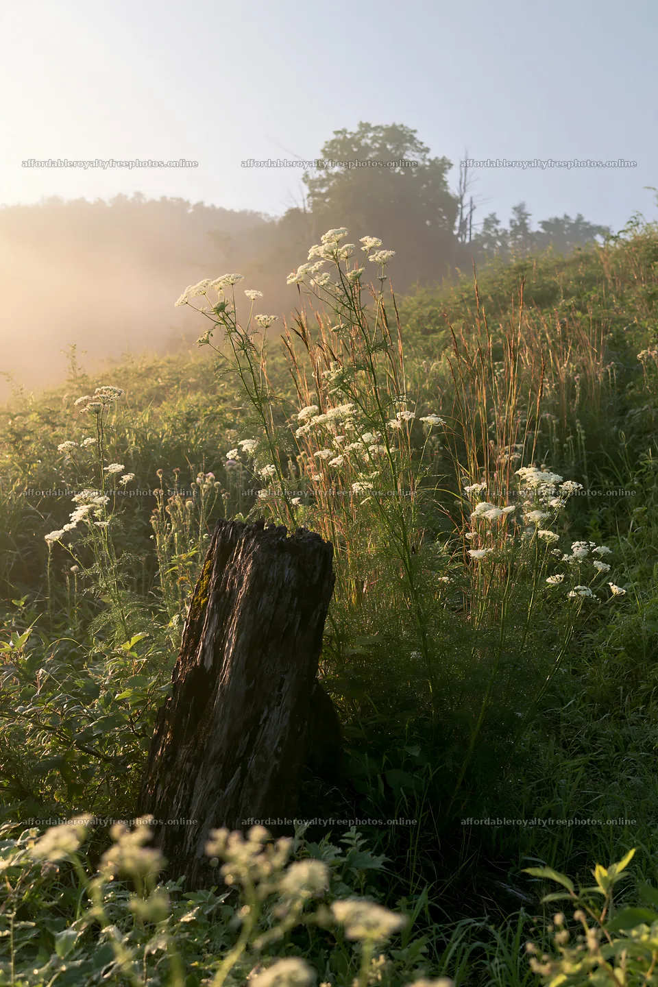 Fukushima native meadow with weathered stump in soft – royalty-free photos 6480x9722