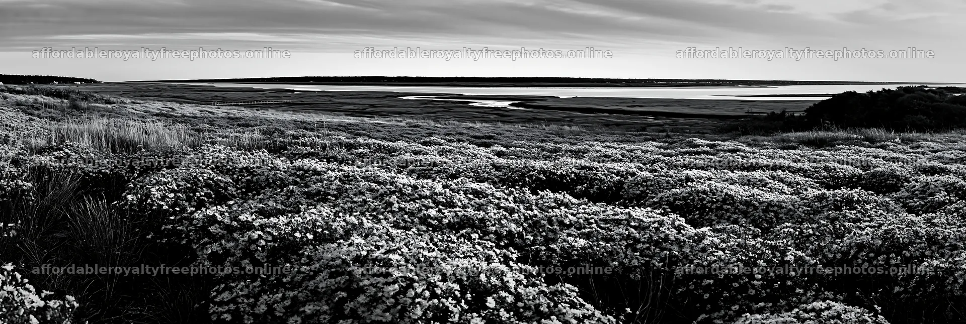 Colorful aster meadow near a river at dusk – royalty-free photos 13690x4602