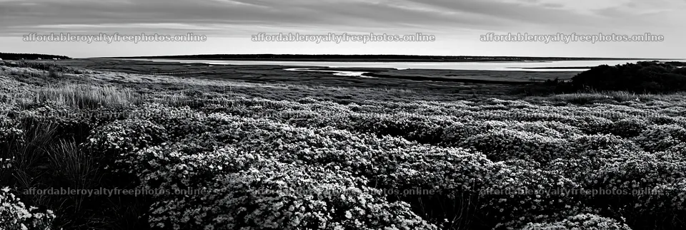 Colorful aster meadow near a river at dusk – royalty-free photos 13690x4602