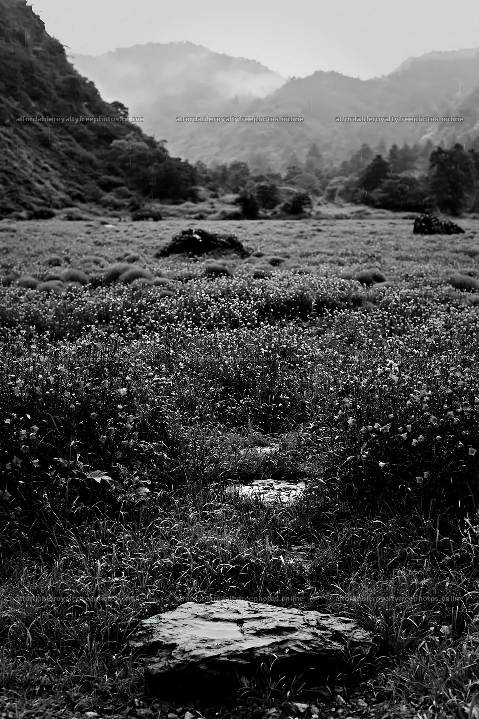 Hiroshima rainy meadow smooth rock foreground – royalty-free photos 6480x9722