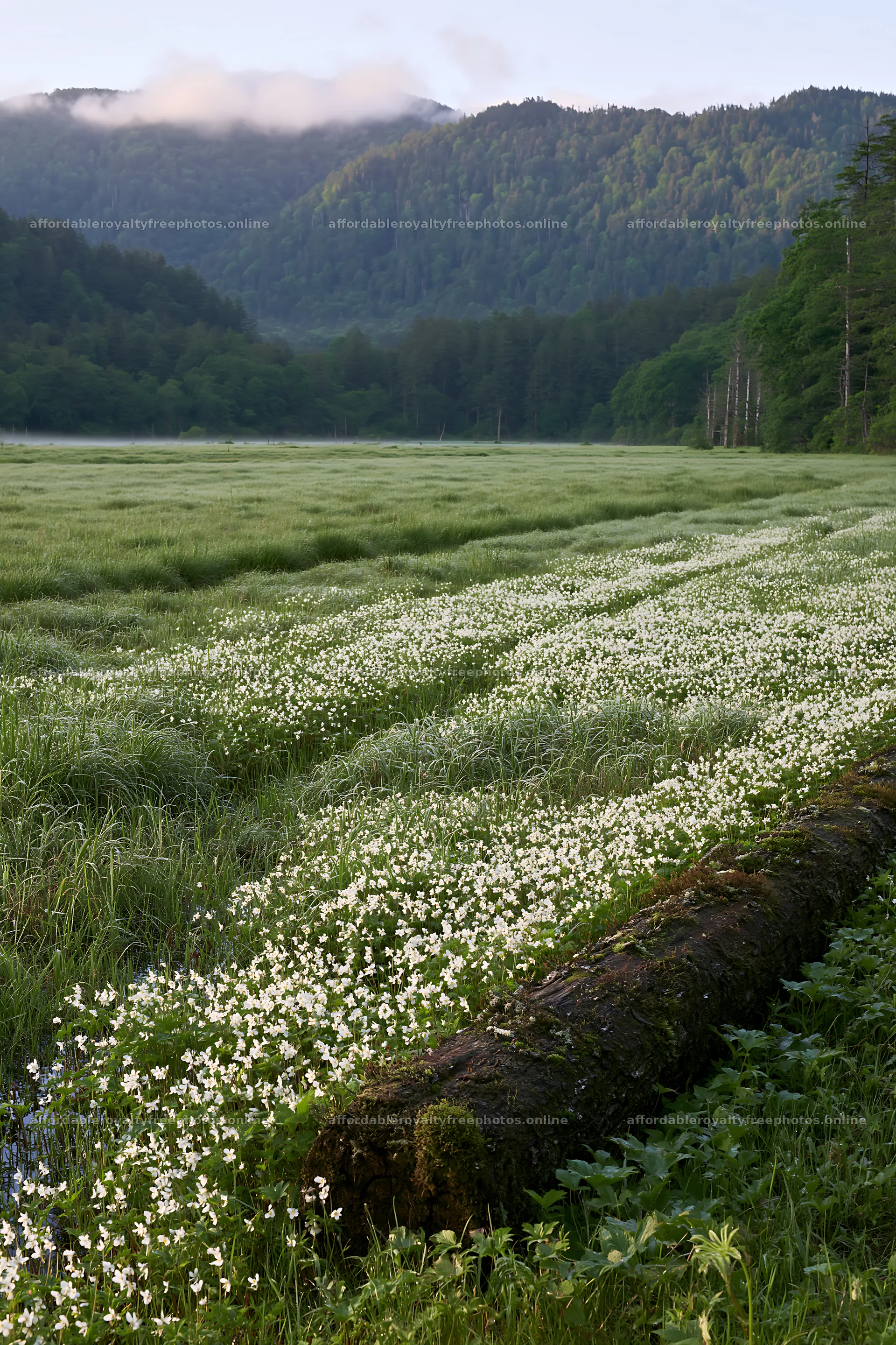 Gifu low carbon meadow mossy log in green landscape – royalty-free photos 6480x9722