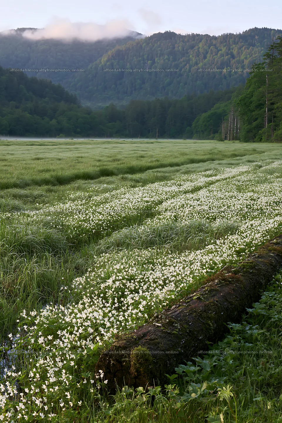 Gifu low carbon meadow mossy log in green landscape – royalty-free photos 6480x9722