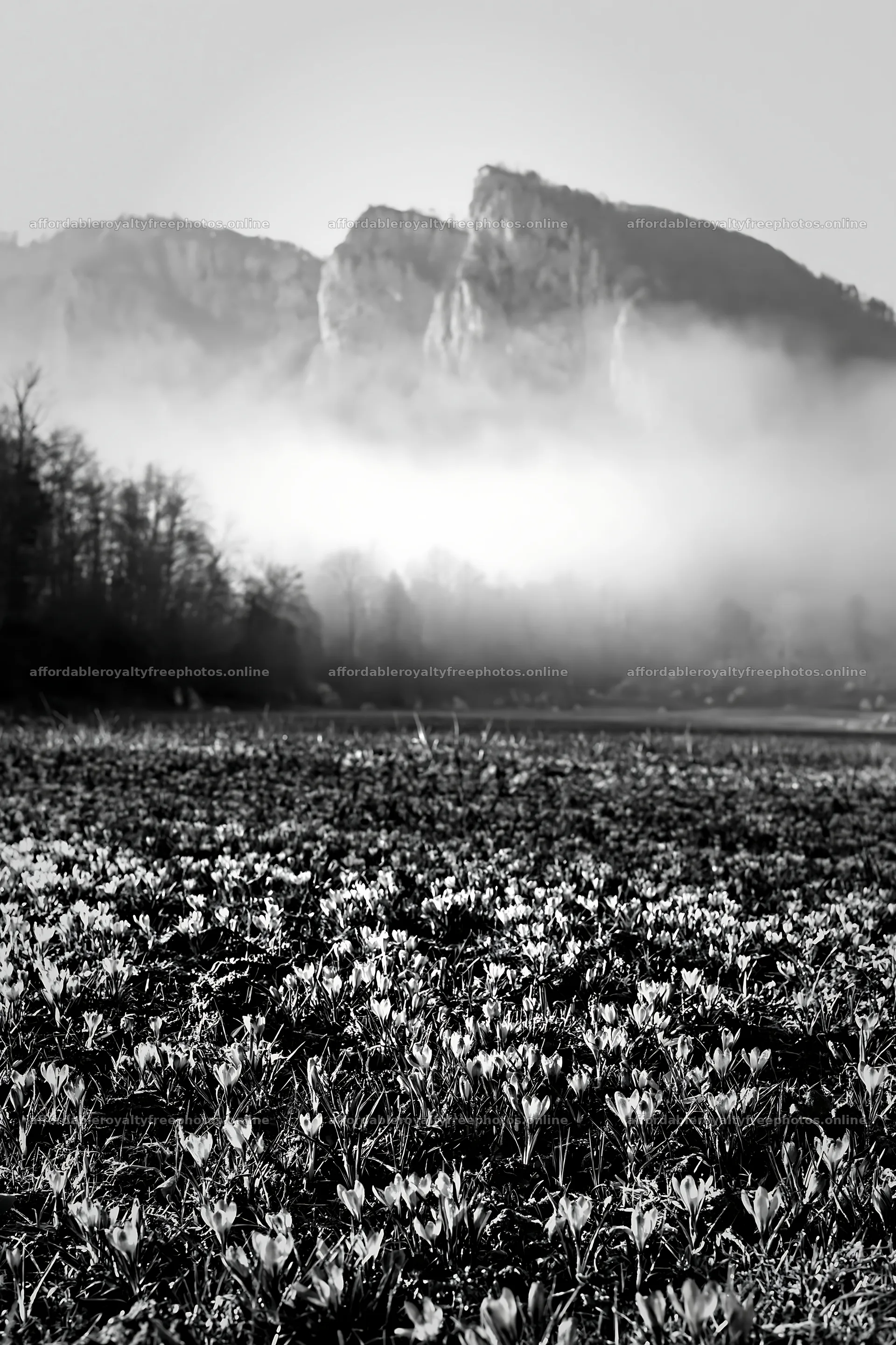 Meadow with crocuses and mountains in mist – royalty-free photos 6480x9722