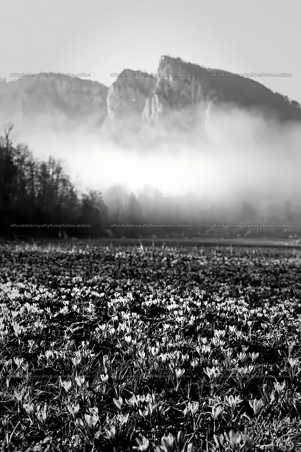Meadow with crocuses and mountains in mist – royalty-free photos 6480x9722