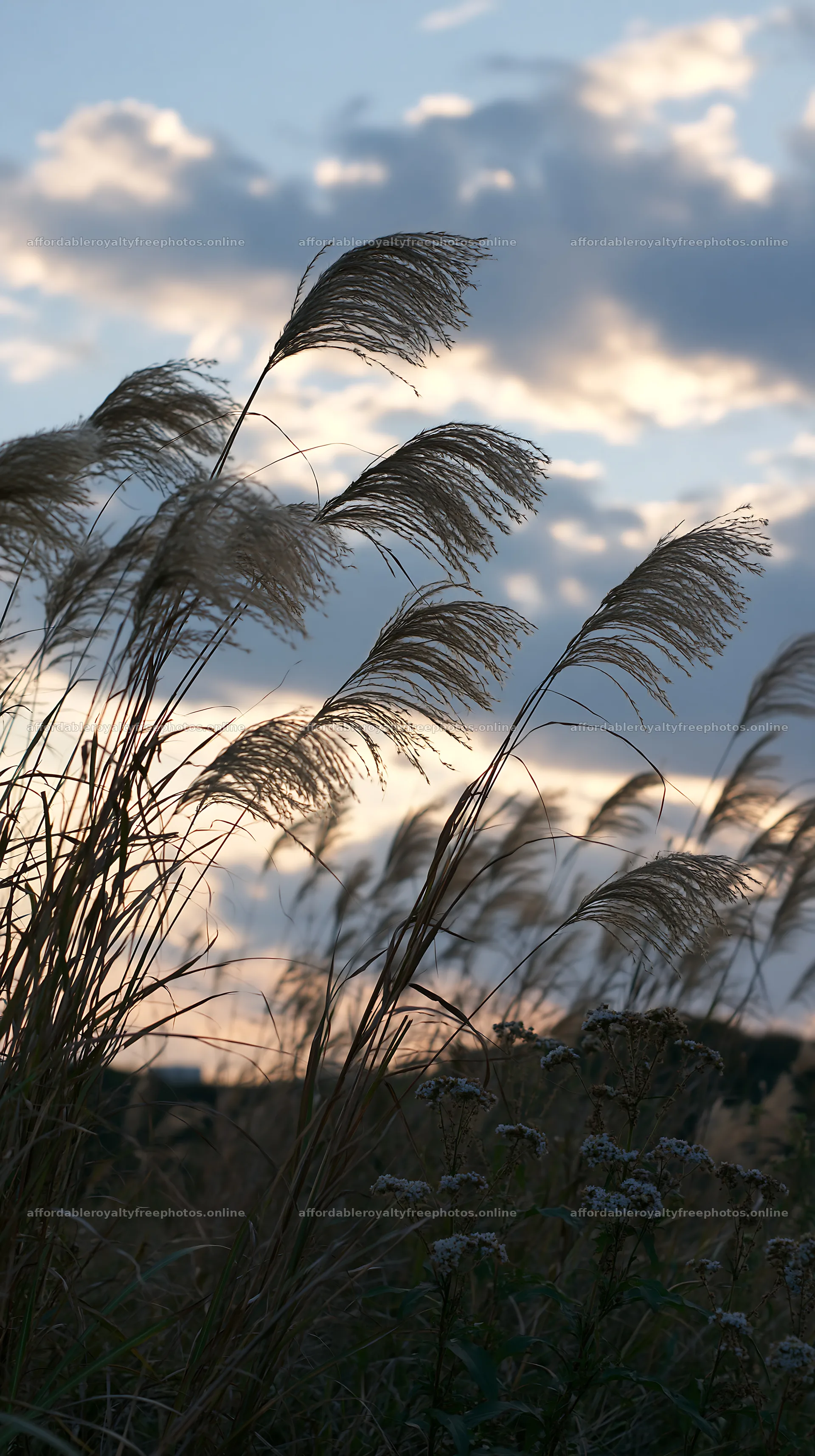 Tokyo urban biodiversity meadow with seedheads at sunset – royalty-free photos 5938x10608