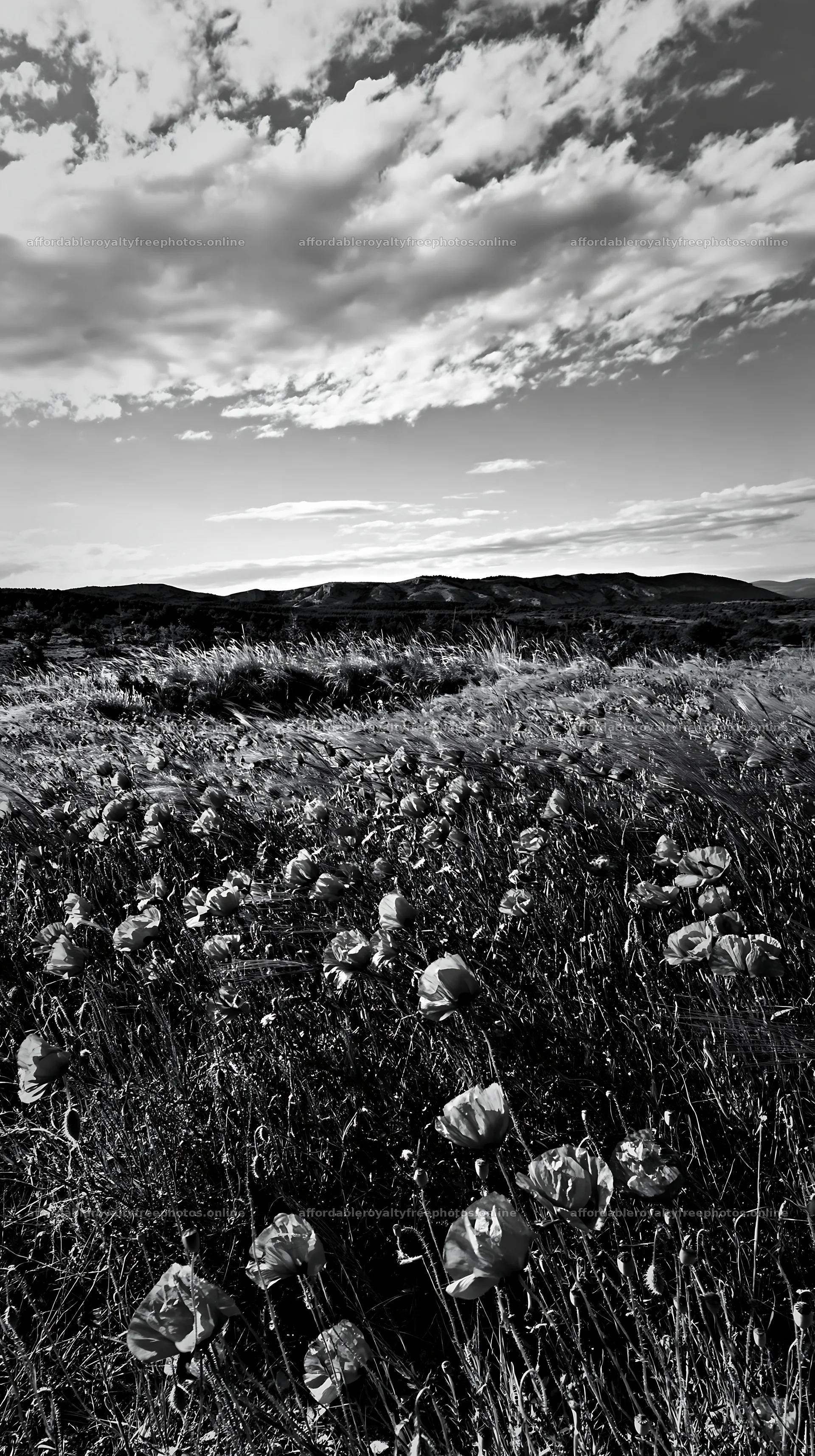 Poppy flax meadow under a cloudy sky – royalty-free photos 5938x10608