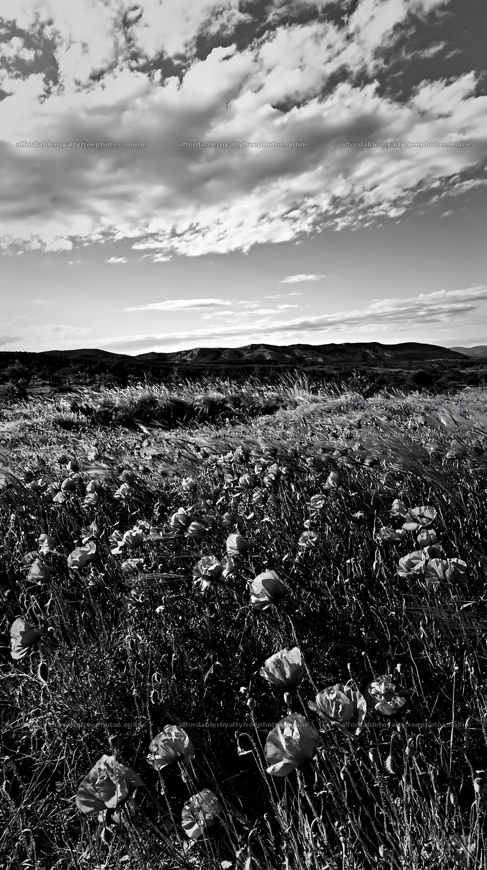Poppy flax meadow under a cloudy sky – royalty-free photos 5938x10608