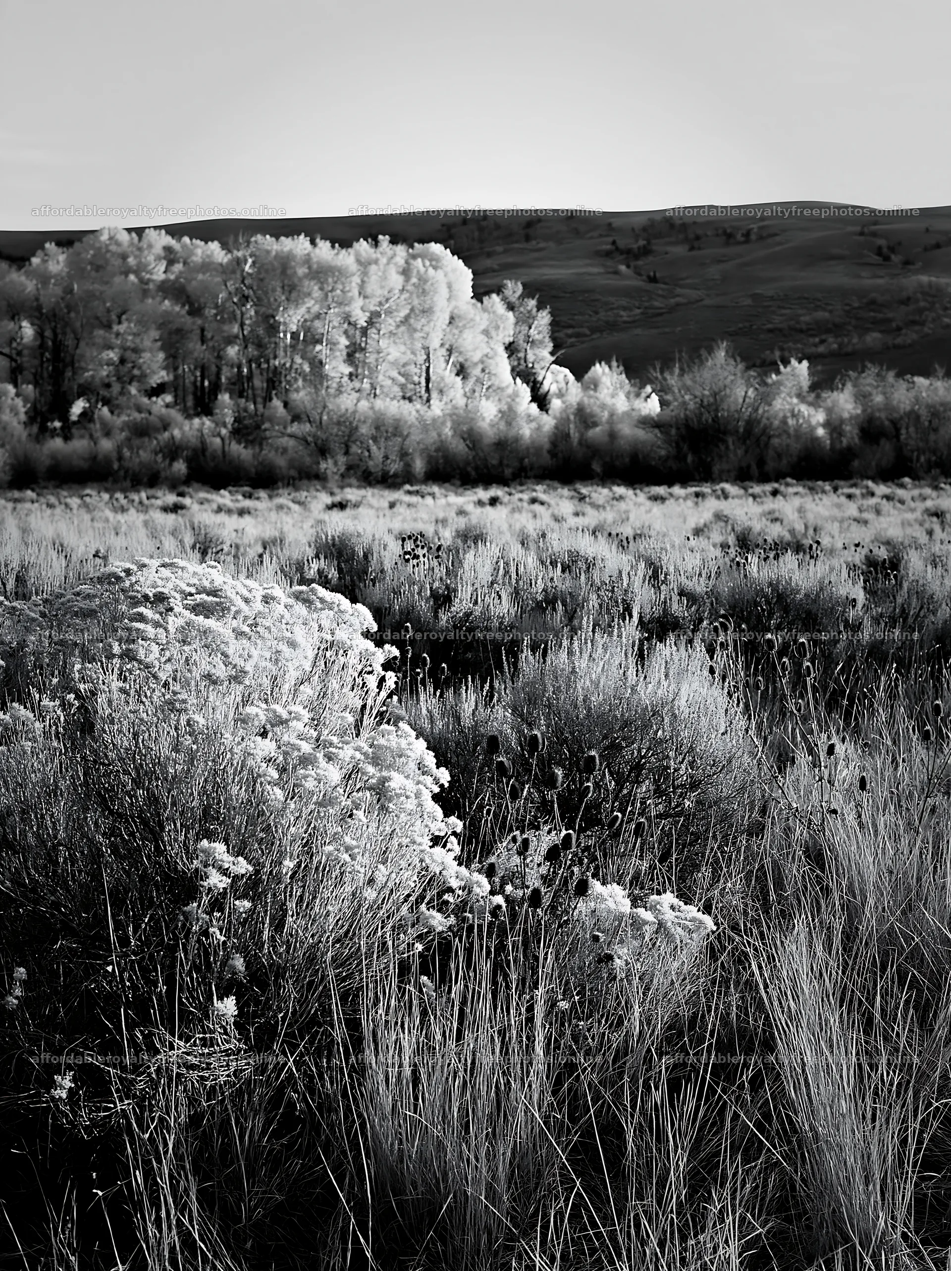 Sagebrush meadow under sunlight with distant trees – royalty-free photos 6866x9174