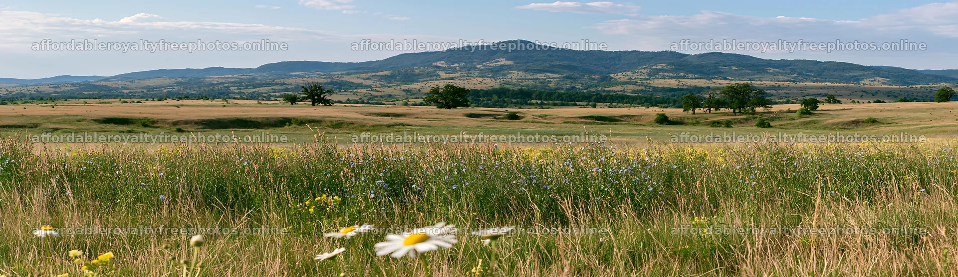 Sainfoin chicory meadow with distant mountains in – royalty-free photos 14762x4268