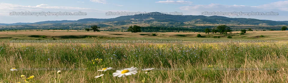 Sainfoin chicory meadow with distant mountains in – royalty-free photos 14762x4268