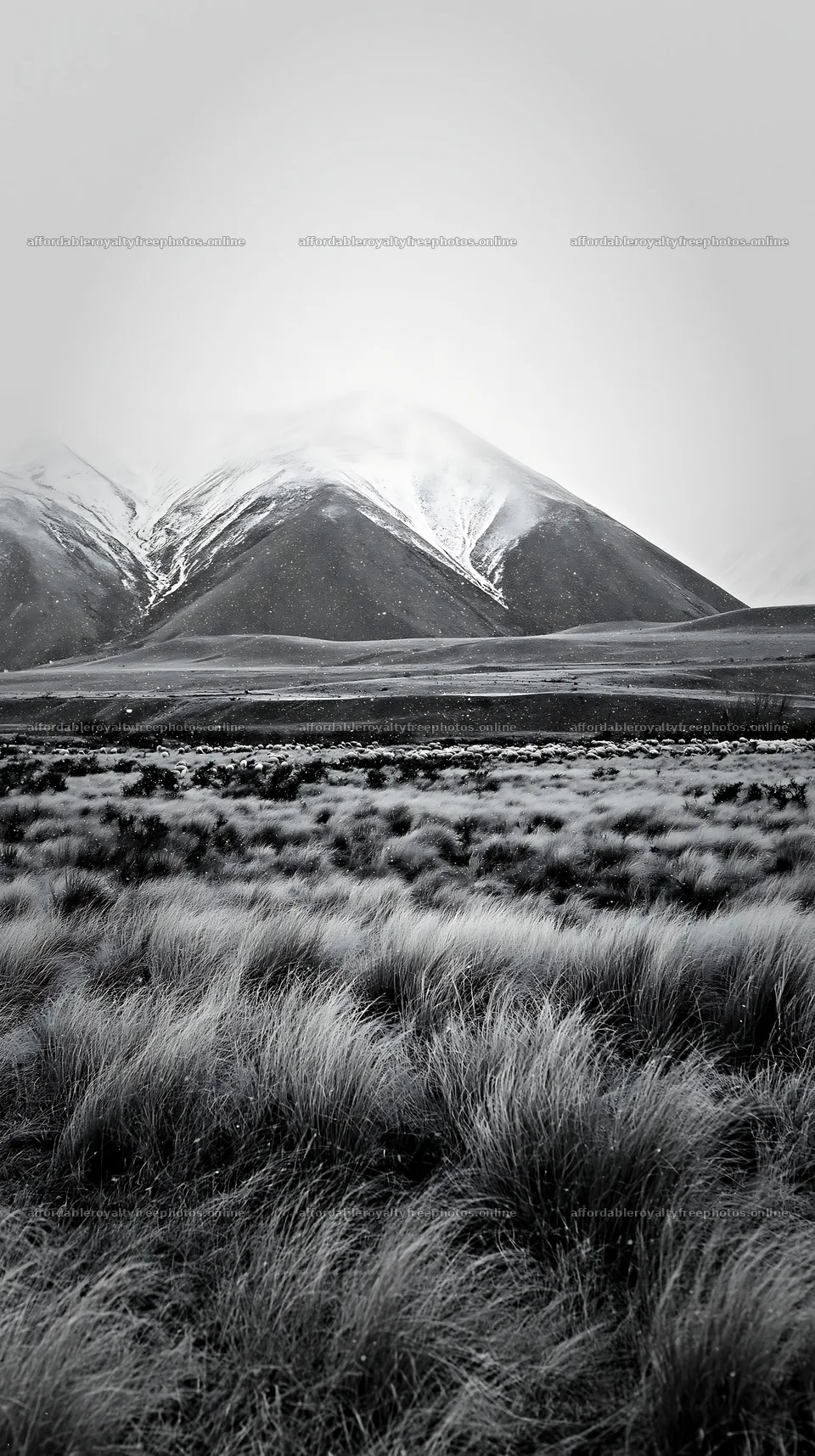 Snowy Alps landscape in Lake Tekapo meadow – royalty-free photos 5938x10608
