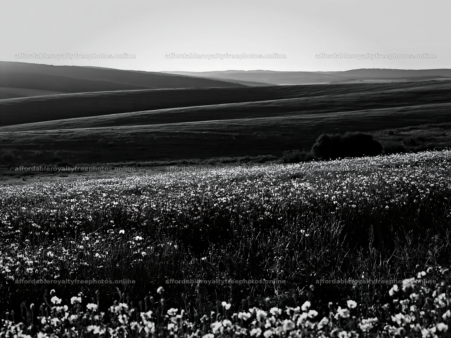 Cornflower meadow with hills under clear sky – royalty-free photos 9174x6866