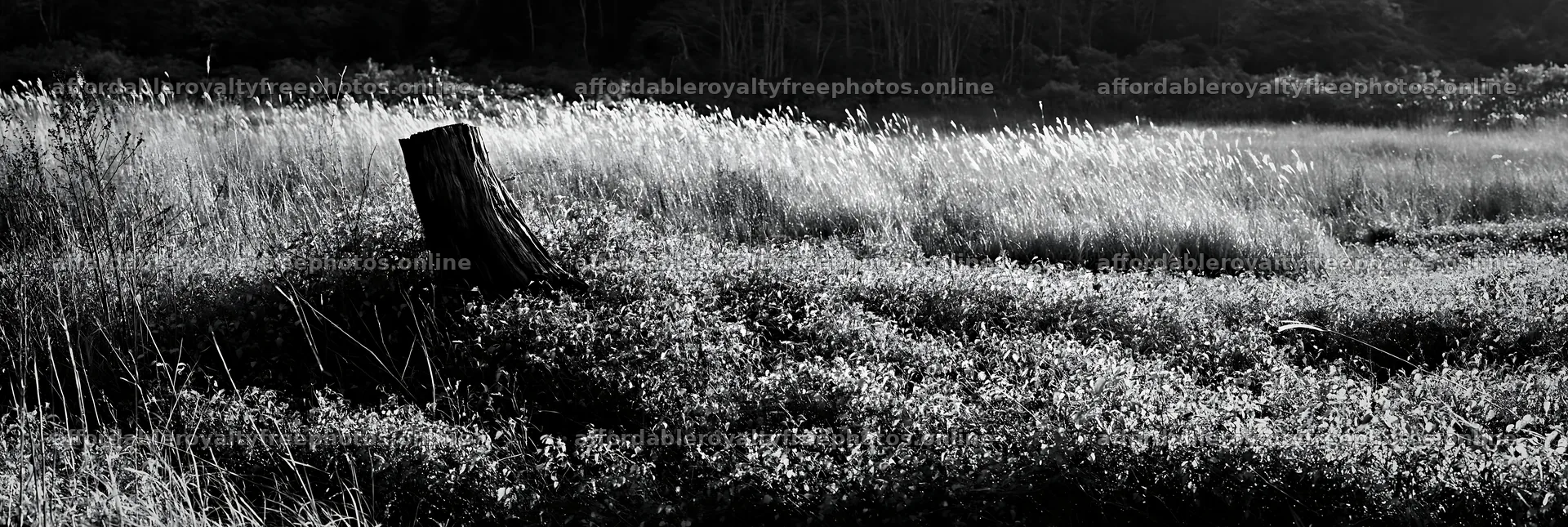 Fukushima native meadow with weathered stump – royalty-free photos 13690x4602