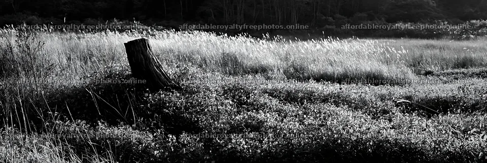 Fukushima native meadow with weathered stump – royalty-free photos 13690x4602