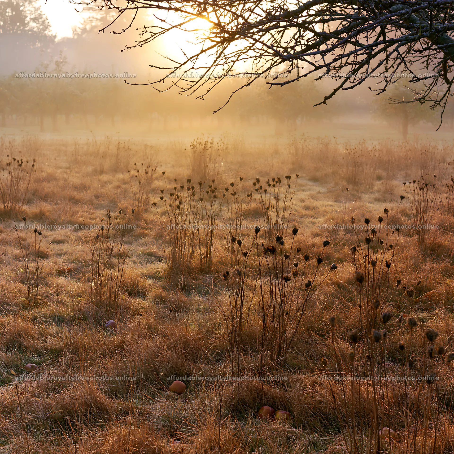 Foggy orchard meadow at sunrise with dry grasses and – royalty-free photos 7938x7938