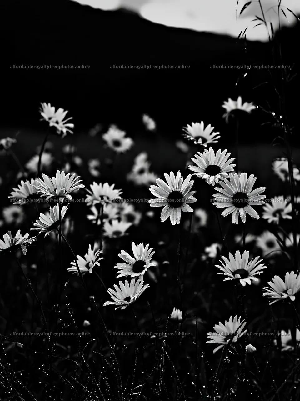 Silver dew meadow with flowers in black and white – royalty-free photos 6866x9174