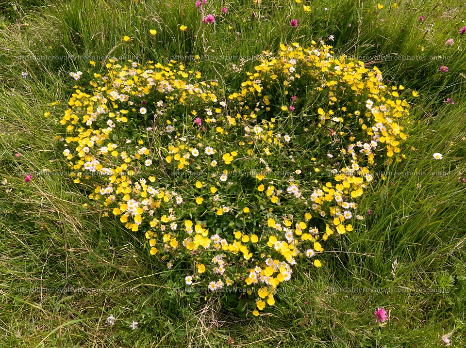 Heart-shaped flower patch in a meadow during spring – royalty-free photos 9174x6866