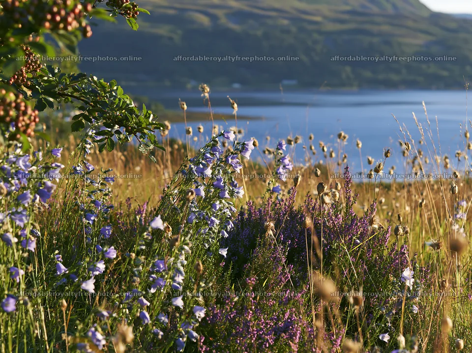 Fjord meadow with wildflowers near calm waters – royalty-free photos 9174x6866