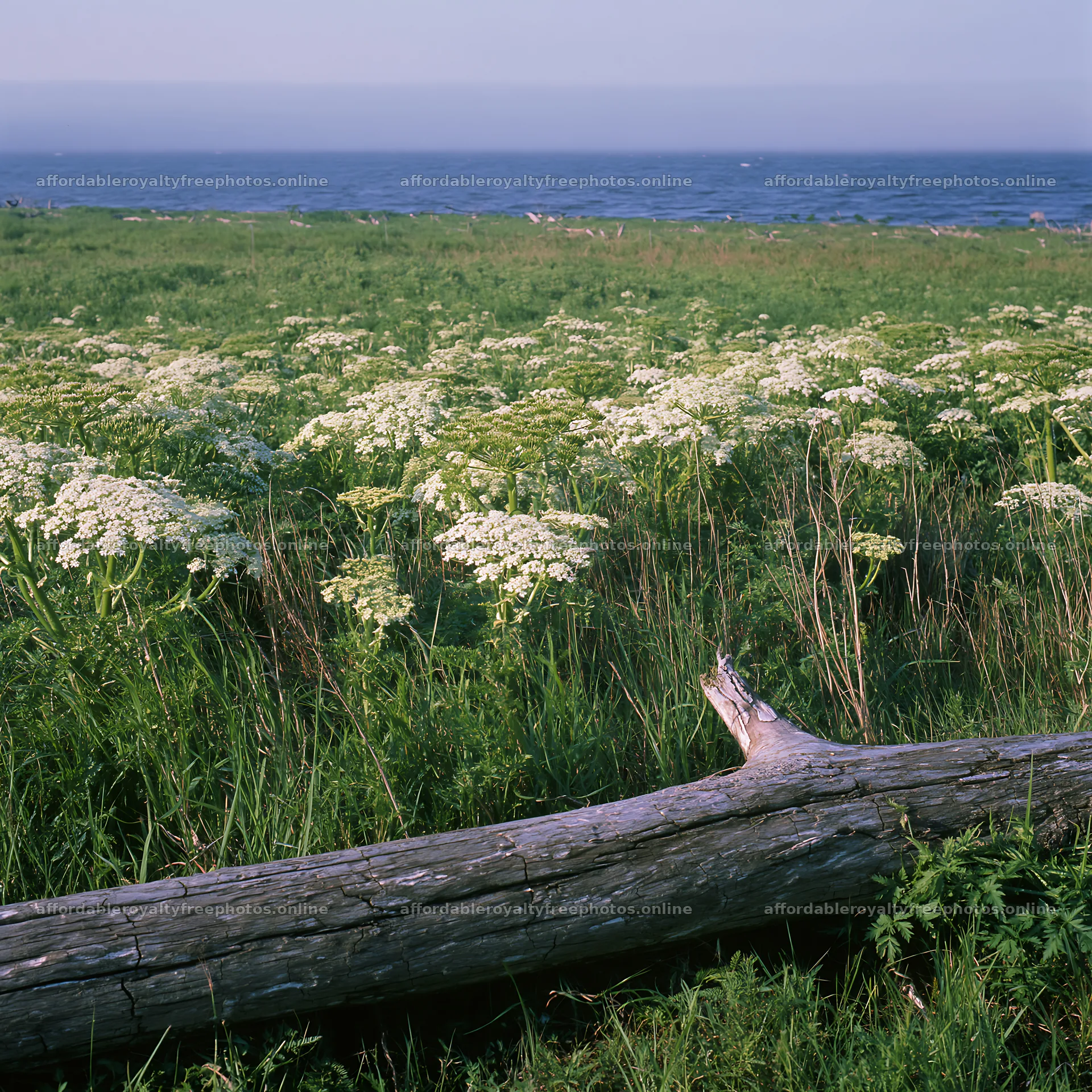 Chiba coastal climate meadow with driftwood in the – royalty-free photos 7938x7938