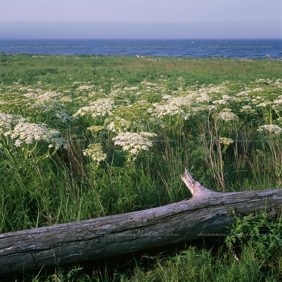 Chiba coastal climate meadow with driftwood in the – royalty-free photos 7938x7938