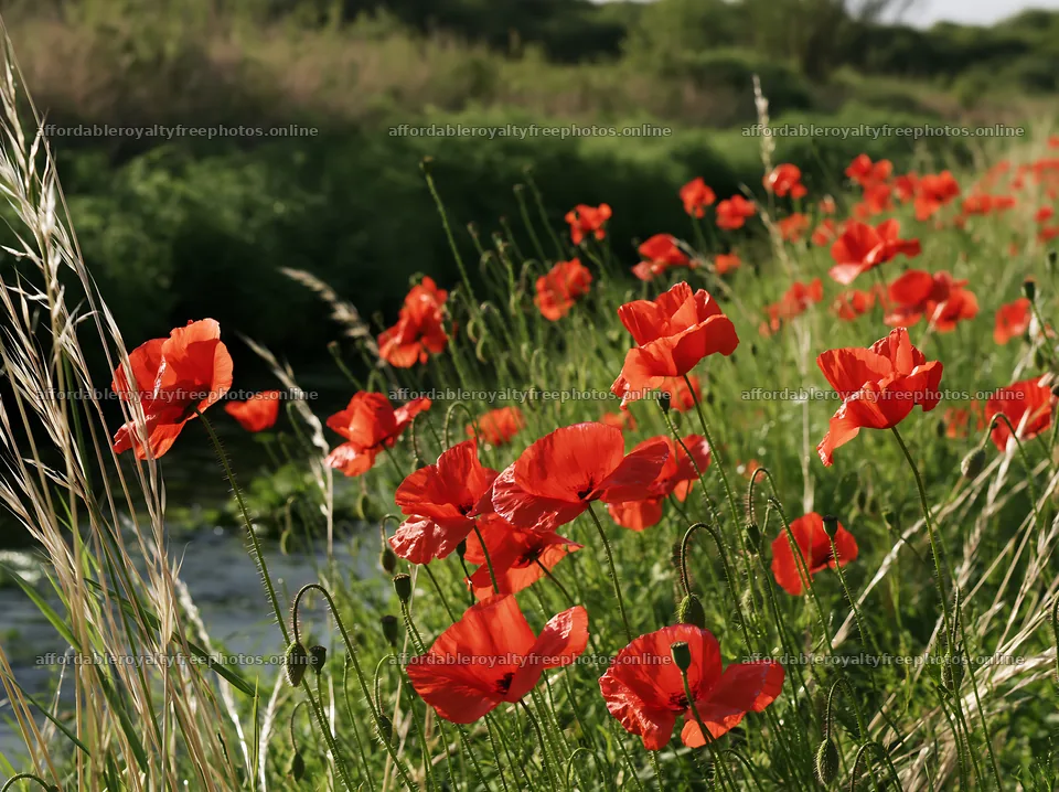 Vivid red poppies bloom along a brook meadow in spring – royalty-free photos 9174x6866