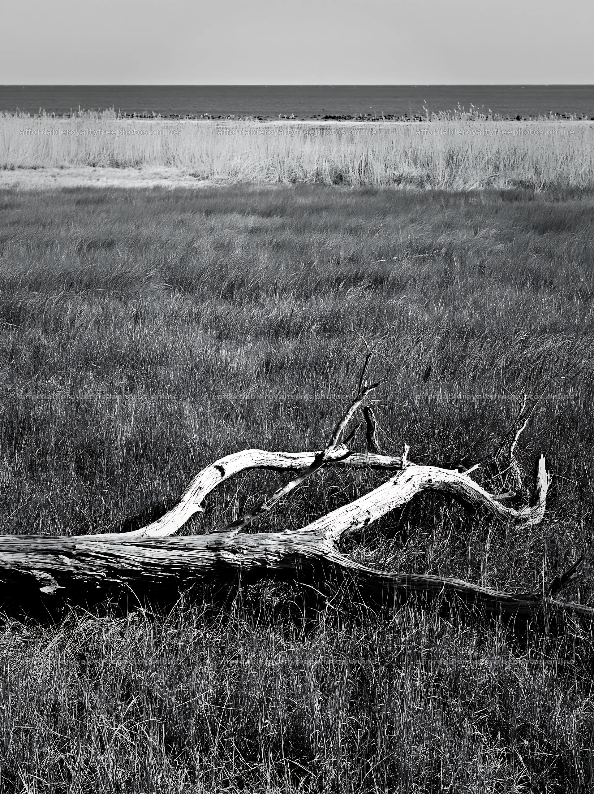 Driftwood on grass in Chiba coastal meadow – royalty-free photos 6866x9174