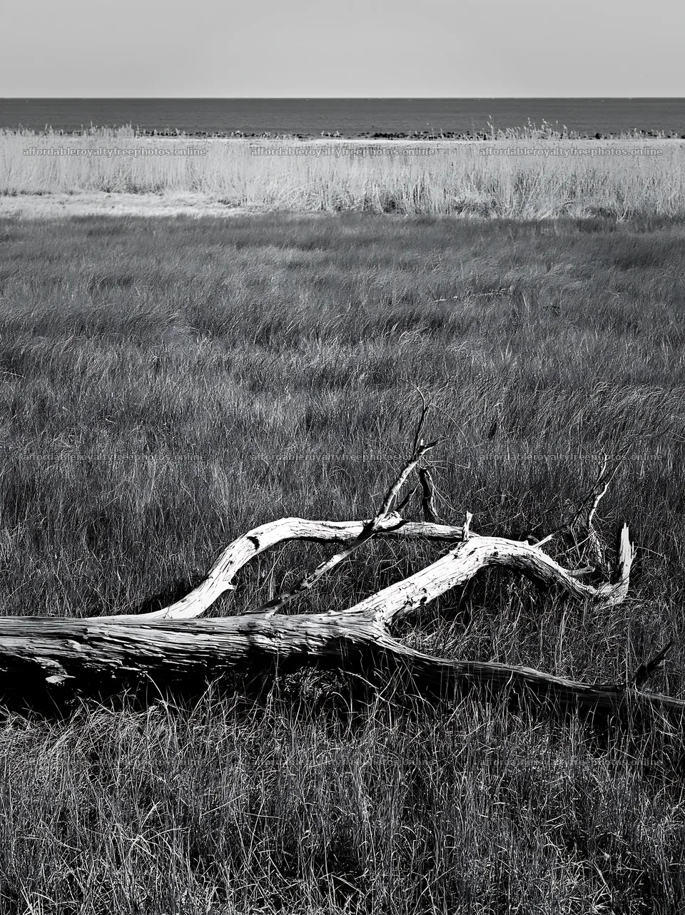 Driftwood on grass in Chiba coastal meadow – royalty-free photos 6866x9174
