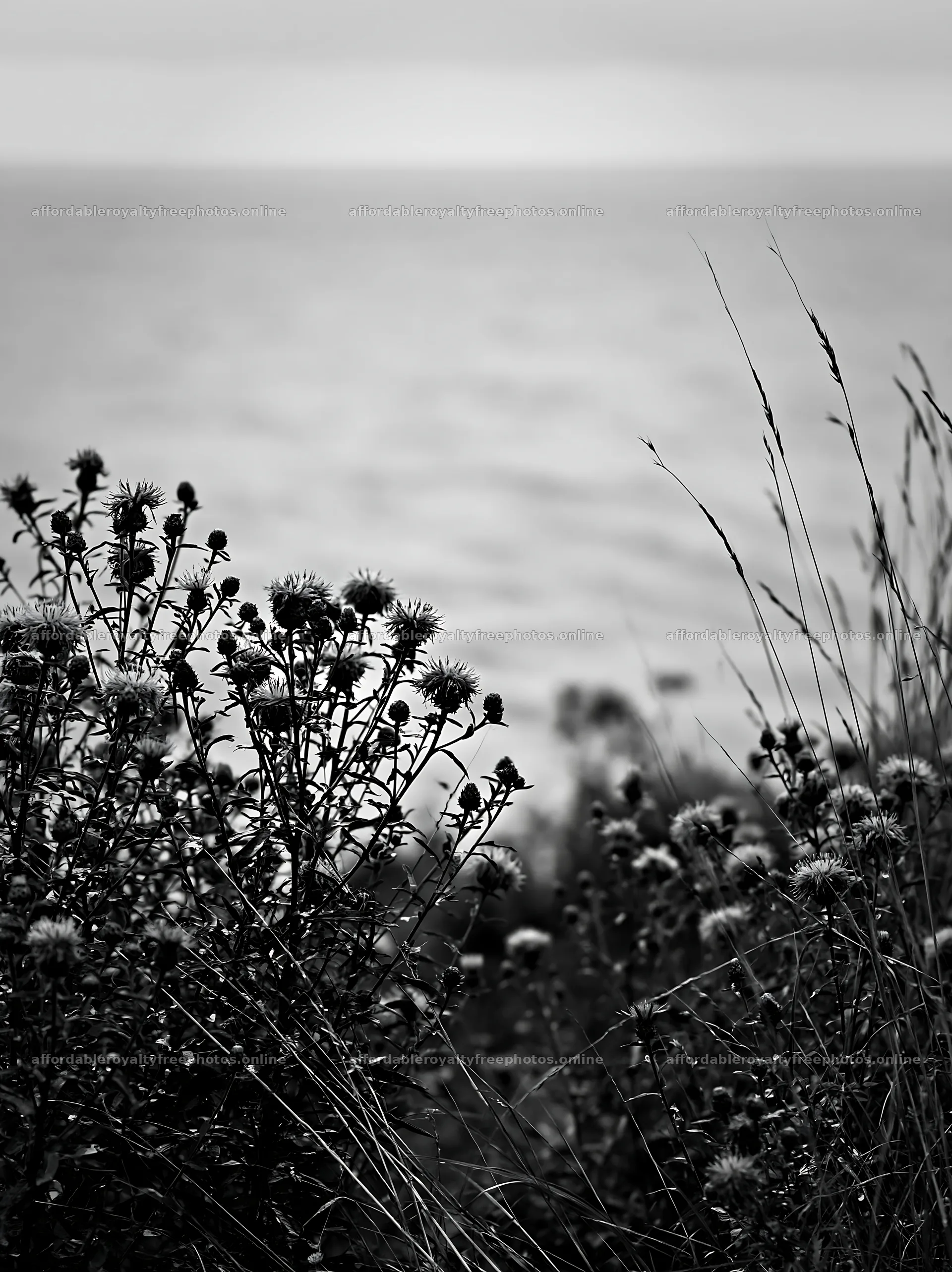 Meadow with knapweed and water in the background – royalty-free photos 6866x9174
