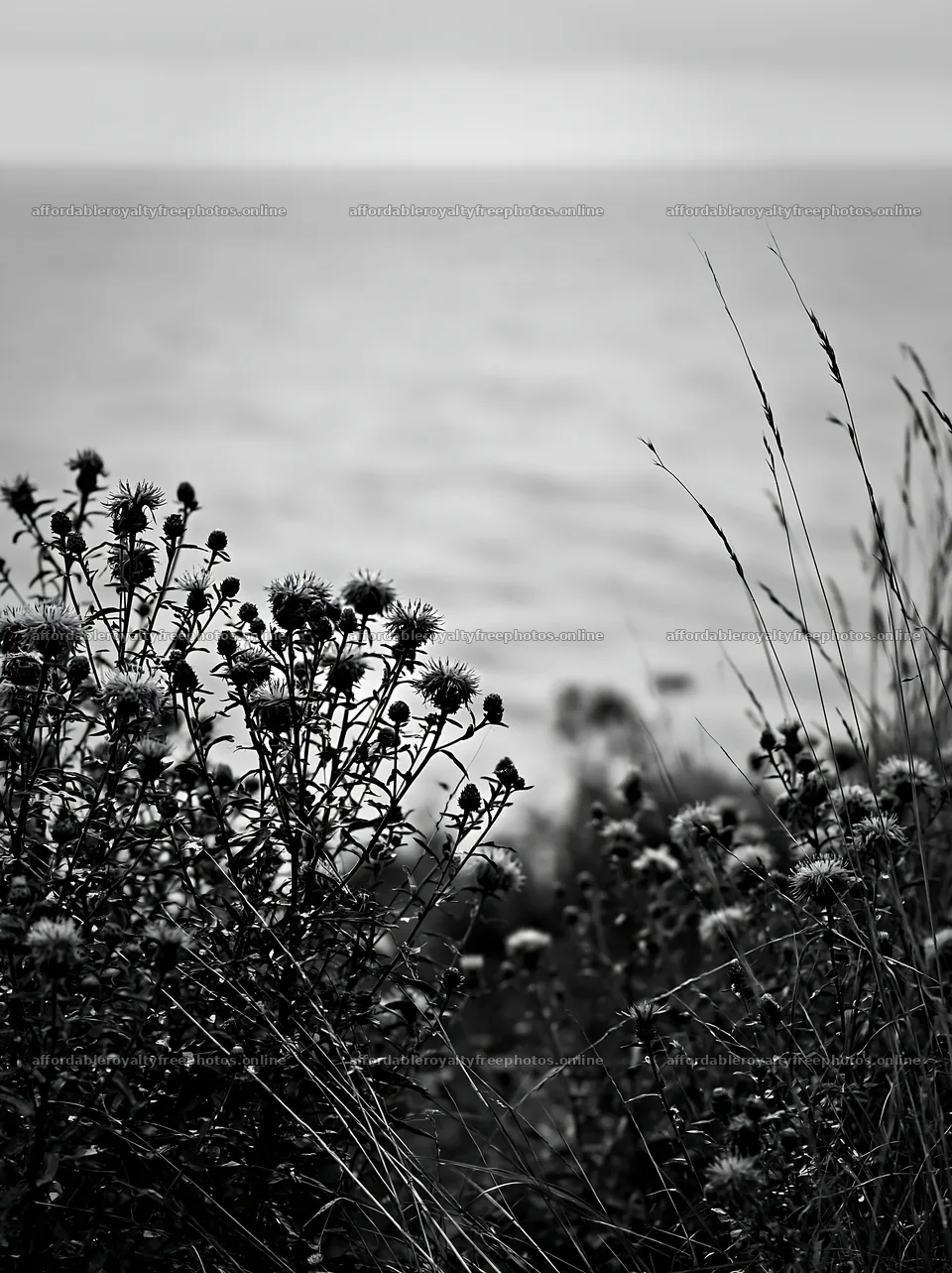 Meadow with knapweed and water in the background – royalty-free photos 6866x9174